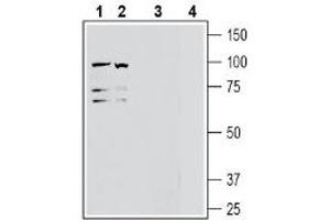 Western blot analysis of human Jurkat T-cell leukemia cell line lysate (lanes 1 and 3) and human K562 erythroleukemia cell line lysate (lanes 2 and 4): - 1-2.