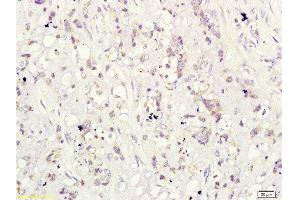 CD160 antibody  (AA 81-159)