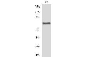 Image no. 1 for anti-Inter-alpha Globulin Inhibitor H2 Polypeptide (ITIH2) (Asp702), (cleaved) antibody (ABIN3180420)