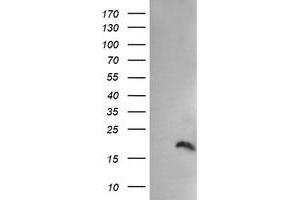 Image no. 1 for anti-Peptidylprolyl Isomerase (Cyclophilin)-Like 3 (PPIL3) antibody (ABIN1500364)