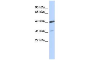 Image no. 1 for anti-Visual System Homeobox 1 (VSX1) (Middle Region) antibody (ABIN2780934)