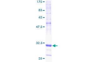 NADH Dehydrogenase (Ubiquinone) 1 alpha Subcomplex, 1, 7.5kDa (NDUFA1) (AA 24-70) protein (GST tag)