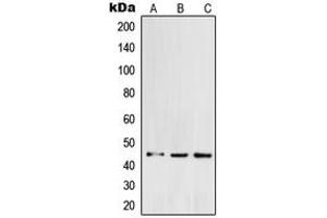 Image no. 3 for anti-Protein O-Fucosyltransferase 1 (POFUT1) (C-Term) antibody (ABIN2705146)