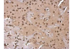 IHC Image SOD1 antibody detects SOD1 protein at cytosol on mouse fore brain by immunohistochemical analysis.
