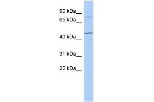 Image no. 1 for anti-F-Box Protein 39 (FBXO39) (N-Term) antibody (ABIN2785254)