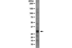 Image no. 2 for anti-Prion Protein (PRNP) antibody (ABIN180947)