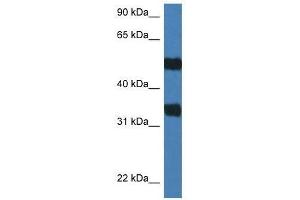 Image no. 1 for anti-Arylsulfatase G (ARSG) (C-Term) antibody (ABIN928765)