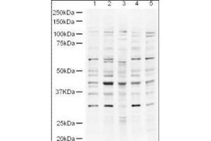 Western blot using  Affinity Purified anti-UBP43 antibody shows detection of a band ~43 kDa band (arrowhead) believed to be to UBP43 in lysates from HeLa nuclear extracts (lane 1) and whole cell lysates from HeLa (lane 2), A431 (lane 3, Jurkat (Lane 4) and HEK293 (lane 5).