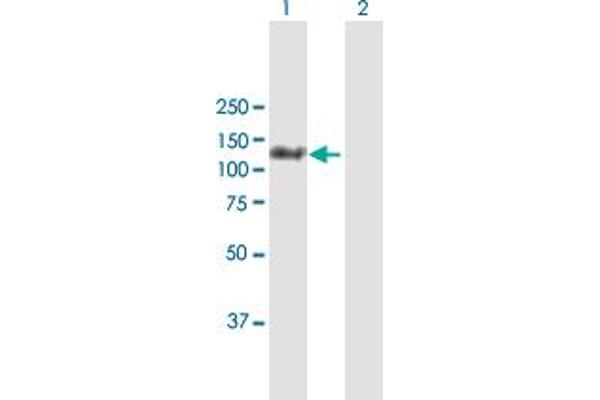 anti-MORC Family CW-Type Zinc Finger 3 (MORC3) (AA 1-939) antibody