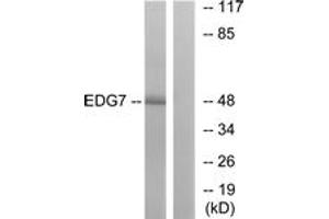Image no. 1 for anti-Lysophosphatidic Acid Receptor 3 (LPAR3) (AA 281-330) antibody (ABIN1535669)