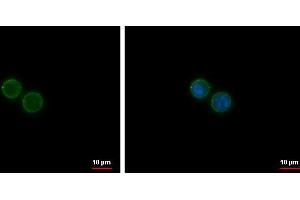 Image no. 3 for anti-CD19 Molecule (CD19) (Center) antibody (ABIN2855077)