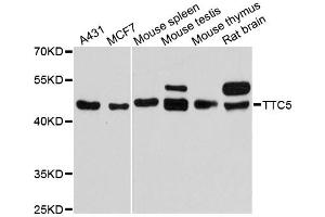 Image no. 1 for anti-Tetratricopeptide Repeat Domain 5 (TTC5) antibody (ABIN6291016)