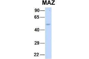 Image no. 3 for anti-MYC-Associated Zinc Finger Protein (Purine-Binding Transcription Factor) (MAZ) (N-Term) antibody (ABIN2778295)