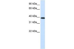 Image no. 1 for anti-Jumonji Domain Containing 6 (JMJD6) (Middle Region) antibody (ABIN927337)
