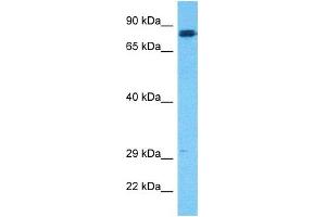 HGF antibody  (N-Term)