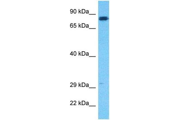 HGF antibody  (N-Term)