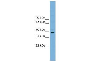 Image no. 4 for anti-Activating Transcription Factor 4 (Tax-Responsive Enhancer Element B67) (ATF4) antibody (ABIN2779919)