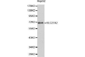 Western blot analysis of HepG2 cell lysate using SLC27A2 antibody.
