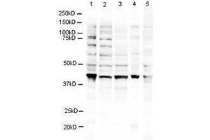 Western blot using  Affinity Purified anti-RING1B antibody shows detection of a 38 kDa band corresponding to human RING1B in 3T3 (lane 1), U937 (lane 2), Jurkat (lane 3), mouse brain (lane 4) and CHO-K1 (lane 5) cell lysates.