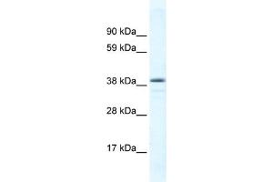 Image no. 2 for anti-RAR-Related Orphan Receptor C (RORC) (C-Term) antibody (ABIN2777823)