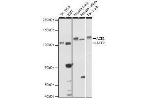 ACE2 抗体  (AA 18-250)