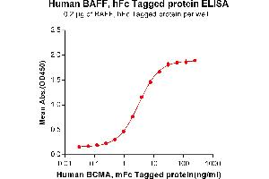 Image no. 3 for Tumor Necrosis Factor (Ligand) Superfamily, Member 13b (TNFSF13B) protein (Fc Tag) (ABIN6961113)