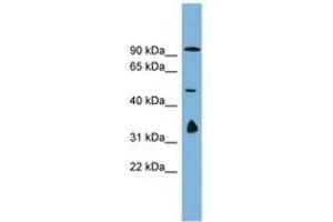 Image no. 1 for anti-MAK10 Homolog, Amino-Acid N-Acetyltransferase Subunit (MAK10) (AA 179-228) antibody (ABIN6743244)
