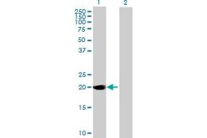 Western Blot analysis of DUSP14 expression in transfected 293T cell line by DUSP14 MaxPab polyclonal antibody.