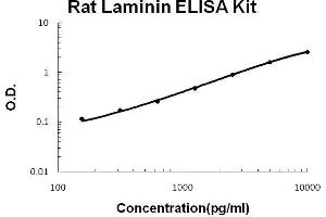 Laminin (LN) ELISA Kit