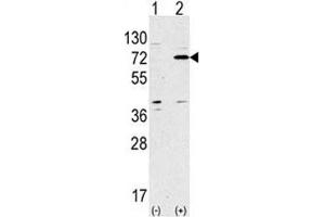 Image no. 2 for anti-ATG7 Autophagy Related 7 (ATG7) (AA 284-313) antibody (ABIN3029987)