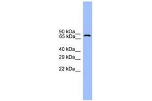 Image no. 1 for anti-Ubiquitin Specific Peptidase 1 (USP1) (AA 701-750) antibody (ABIN6745391)