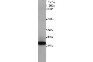 Image no. 3 for anti-MYC Associated Factor X (MAX) (C-Term) antibody (ABIN184586)