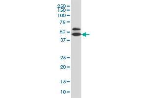 GDI1 antibody  (AA 1-447)