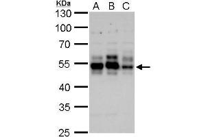 WB Image Tau antibody detects Tau protein by Western blot analysis.