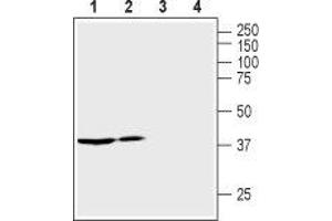 Western blot analysis of rat (lanes 1 and 3) and mouse (lanes 2 and 4) kidney lysates: - 1,2.
