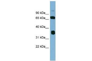 Image no. 1 for anti-O-Sialoglycoprotein Endopeptidase (OSGEP) (N-Term) antibody (ABIN2787031)