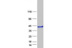 Image no. 1 for SEC13 Homolog (SEC13) (Transcript Variant 1) protein (Myc-DYKDDDDK Tag) (ABIN2731556)