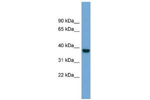 anti-ATPase, Na+/K+ Transporting, beta 4 Polypeptide (ATP1B4) (Middle Region) antibody