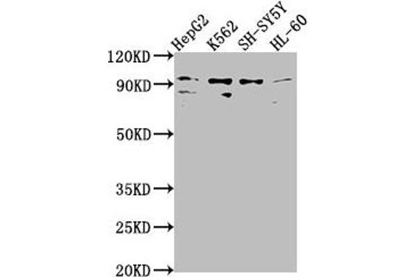 C8orf80 antibody  (AA 1-228)