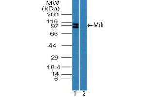 Image no. 2 for anti-Piwi-Like 2 (PIWIL2) (AA 30-80) antibody (ABIN960307)