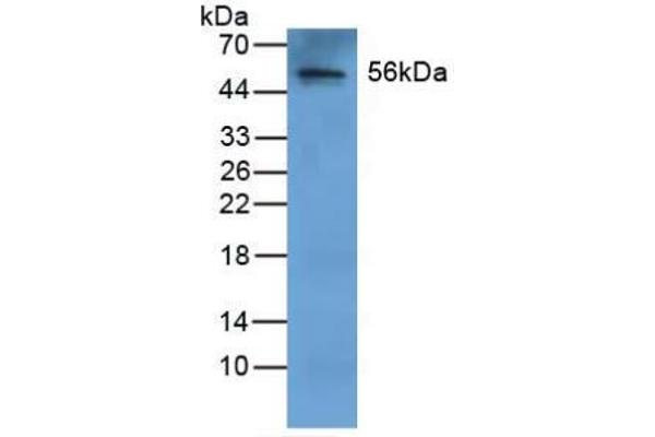 Fibrinogen beta Chain anticorps  (AA 29-491)