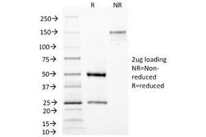 MAML3 antibody