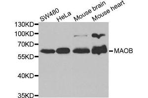 Image no. 2 for anti-Monoamine Oxidase B (MAOB) antibody (ABIN3022152)