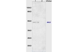 Image no. 1 for anti-Polymerase (DNA Directed), beta (POLB) (AA 55-160) antibody (ABIN1386139)