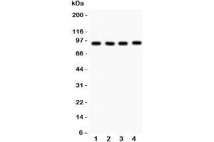 Image no. 4 for anti-Valosin Containing Protein (VCP) (AA 732-760) antibody (ABIN3029568)