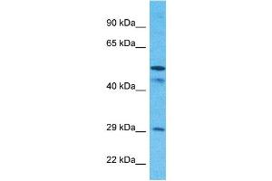 Image no. 1 for anti-Solute Carrier Family 25 (Mitochondrial Carrier, Phosphate Carrier), Member 24 (SLC25A24) (N-Term) antibody (ABIN5671380)