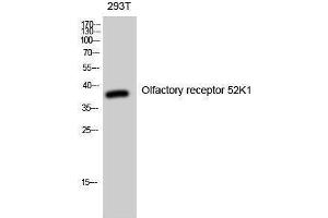 Image no. 1 for anti-Olfactory Receptor, Family 52, Subfamily K, Member 1 (OR52K1) (Internal Region) antibody (ABIN3186135)
