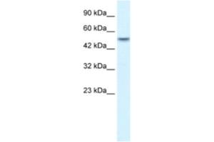 Image no. 1 for anti-Ankyrin Repeat Domain 11 (ANKRD11) antibody (ABIN2460748)