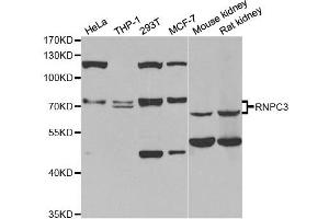 Image no. 1 for anti-RNA-Binding Region (RNP1, RRM) Containing 3 (RNPC3) antibody (ABIN1980349)