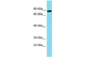 Image no. 1 for anti-Fibronectin Type III Domain Containing 7 (FNDC7) (N-Term) antibody (ABIN2791548)